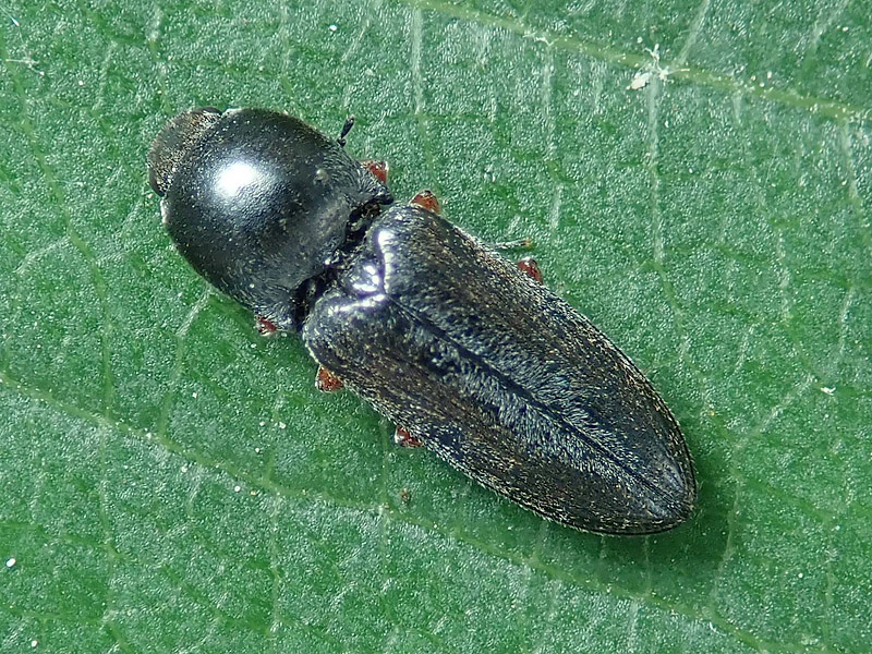 Elateridae: Cardiophorus sp.